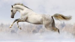 تفسير حلم الحصان البني في المنام